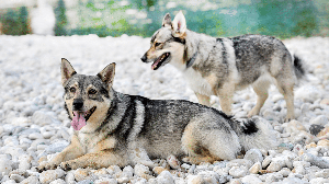 Embora se destaque pela função de pastoreio, o cachorro da raça spitz dos visigodos pode ser um ótimo companheiro para a família (Imagem: cynoclub | Shutterstock)