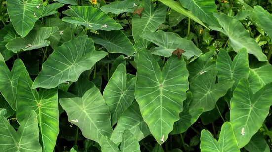 A taioba é uma PANC repleta de benefícios para o organismo, oferecendo vitaminas e minerais essenciais à saúde (Imagem: Silviopl | Shutterstock)