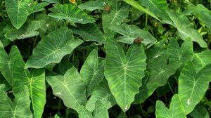 A taioba é uma PANC repleta de benefícios para o organismo, oferecendo vitaminas e minerais essenciais à saúde (Imagem: Silviopl | Shutterstock)