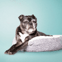 A redução da energia é comum em pets idosos, que costumam alternar momentos de atividade com cochilos mais frequentes (Imagem: sophiecat | Shutterstock)