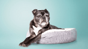 A redução da energia é comum em pets idosos, que costumam alternar momentos de atividade com cochilos mais frequentes (Imagem: sophiecat | Shutterstock)