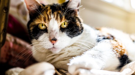 Terceira idade felina: 7 mudanças comportamentais de gatos idosos