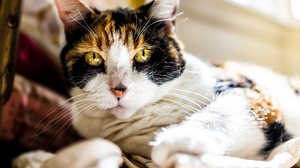 Quando idosos, os gatos tendem a dormir mais, brincar menos e buscar mais conforto (Imagem: Kristi Blokhin | Shutterstock)
