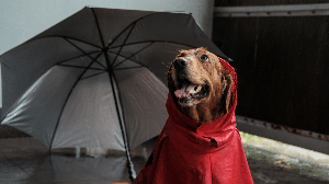“The Umbrella Academy” conquistou muito fãs nos últimos anos e inspira nomes criativos para cachorros (Imagem: moonmovie | Shutterstock)