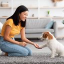 Além de melhorar a saúde, o adestramento de animais adultos e idosos estimula a mente, fortalece a convivência e aumenta a qualidade de vida (Imagem: Prostock-studio | Shutterstock)