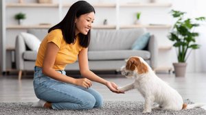 Além de melhorar a saúde, o adestramento de animais adultos e idosos estimula a mente, fortalece a convivência e aumenta a qualidade de vida (Imagem: Prostock-studio | Shutterstock)