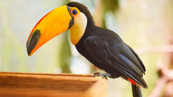 Existem mais de 40 espécies de tucanos e araçaris, cada uma com características próprias (Imagem: Ivan Moreno sl | Shutterstock)
