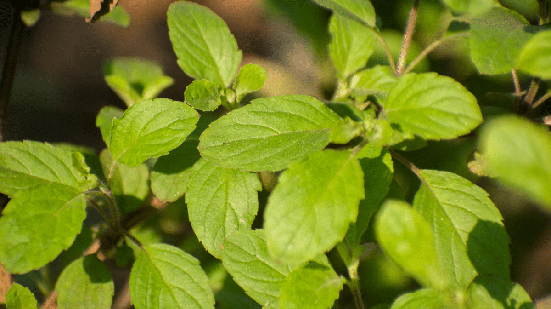 Diferente da variedade usada na culinária brasileira, a planta asiática possui características próprias e pode oferecer diferentes efeitos ao organismo (Imagem: Jahid855 | Shutterstock)