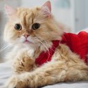 Características únicas e marcantes dos personagens de Turma da Mônica inspiram nomes para gatos (Imagem: plaifah110541 | Shutterstock)