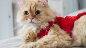 Características únicas e marcantes dos personagens de Turma da Mônica inspiram nomes para gatos (Imagem: plaifah110541 | Shutterstock)