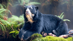 O urso-de-óculos têm hábitos bastante particulares e um comportamento muito diferente do que muita gente imagina (Imagem: Adilson Sochodolak | Shutterstock)