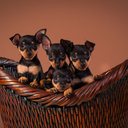 Nomes inspirados em personagens de filme, série ou desenho animado são perfeitos para refletir ou complementar a natureza cativante e vibrante do pinscher (Imagem:  sw_photo | Shutterstock)