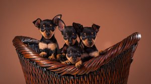Nomes inspirados em personagens de filme, série ou desenho animado são perfeitos para refletir ou complementar a natureza cativante e vibrante do pinscher (Imagem:  sw_photo | Shutterstock)