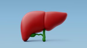 A gordura no fígado pode ser prejudicial para a saúde (Imagem: Thx4Stock team | Shutterstock)