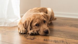 A saúde mental dos cachorros também precisa de atenção (Imagem: Elena Medoks | Shutterstock)