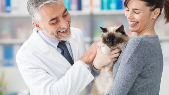 A castração ajuda a prevenir o câncer de mama em gatas (Imagem: Stokkete | Shutterstock)