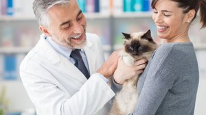 A castração ajuda a prevenir o câncer de mama em gatas (Imagem: Stokkete | Shutterstock)