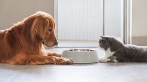 Cães e gatos devem receber uma alimentação com todos os nutrientes necessários para evitar consequências danosas à saúde (Imagem: Chendongshan | Shutterstock)