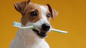 Os dentes dos animais também necessitam de cuidados (Imagem: sergey kolesnikov | Shutterstock)