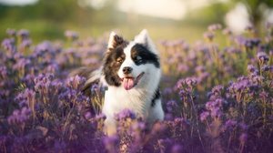 Os pets precisam de atenção redobrada durante a primavera(Imagem: nik174 | Shutterstock)