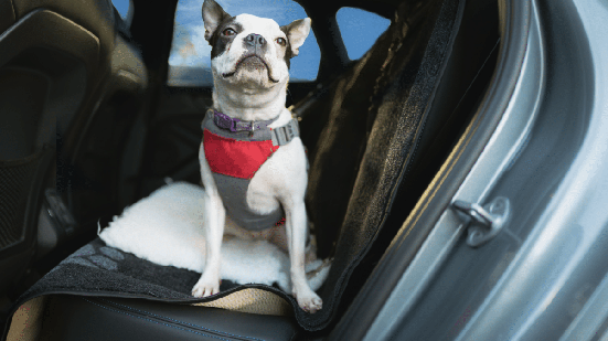 Veja como garantir o transporte seguro de pets em veículos e evitar acidentes no trânsito