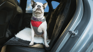 Cuidados simples ajudam a garantir a segurança do animal e do tutor em viagens de carro (Imagem: Christine Bird | Shutterstock)
