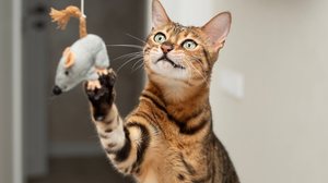 Algumas situações podem gerar estresse nos gatos (Imagem: ketlit | Shutterstock)