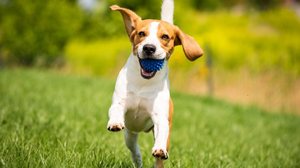 Oferecer momentos felizes aos pets é importante para a saúde mental e física deles (Imagem: Przemek Iciak | Shutterstock)