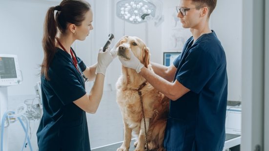 A oftalmologia veterinária tem ganhado destaque entre os cuidados com a saúde dos pets (Imagem: Gorodenkoff | Shutterstock)