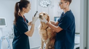 A oftalmologia veterinária tem ganhado destaque entre os cuidados com a saúde dos pets (Imagem: Gorodenkoff | Shutterstock)