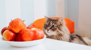 Frutas como maçã devem ser oferecidas em pequena quantidade e sem sementes (Imagem: Sergio Photone | Shutterstock)