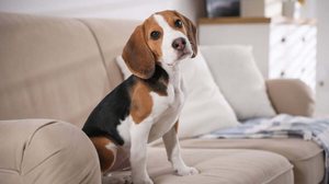 Há formas de o cachorro não se estressar com a saída do tutor de casa (Imagem: New Africa | Shutterstock)