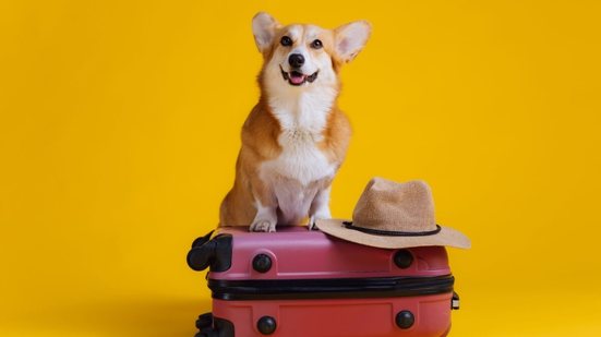 Levar seu animal de estimação em viagens requer cuidados especiais (Imagem: BONDART PHOTOGRAPHY | Shutterstock)