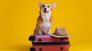 Levar seu animal de estimação em viagens requer cuidados especiais (Imagem: BONDART PHOTOGRAPHY | Shutterstock)
