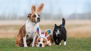 As brincadeiras divertem e estimulam os pets durante a Páscoa (Imagem: Rita_Kochmarjova | Shutterstock)