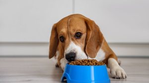 A transição alimentar dos pets é importante para evitar reações gastrointestinais (Imagem: Pixel-Shot
| Shutterstock)