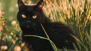 Os gatos pretos também são amorosos e dóceis (Imagem: alexgo.photography | Shutterstock)