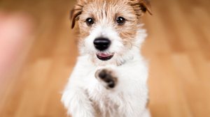 O cachorro “fiapo de manga” é reconhecido pelos pelos arrepiados que viraram marca registrada (Imagem: Reddogs | Shutterstock)