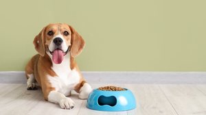 A alimentação ideal para os animais de estimação tem sido uma preocupação constante para os tutores (Imagem: Pixel-Shot | Shutterstock)