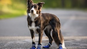 Os sapatos ajudam a proteger as patas dos cachorros (Imagem: otsphoto | Shutterstock)