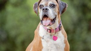 Cuidados específicos com os pets idosos melhora a qualidade de vida deles (Imagem: McCann Michelle | Shutterstock)