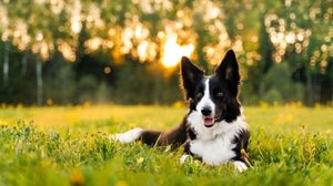 É importante ficar atento ao pelo do cachorro após passeios em áreas externas (Imagem: kathrineva20 | Shutterstock)