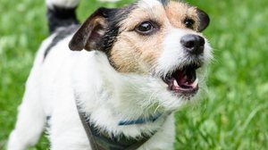 A raiva é uma doença que pode ser prevenida (Imagem: alexei_tm | Shutterstock)