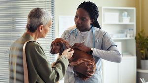 Os tutores devem estar atentos aos sinais que indicam que os pets precisam de um veterinário (Imagem: SeventyFour | Shutterstock)