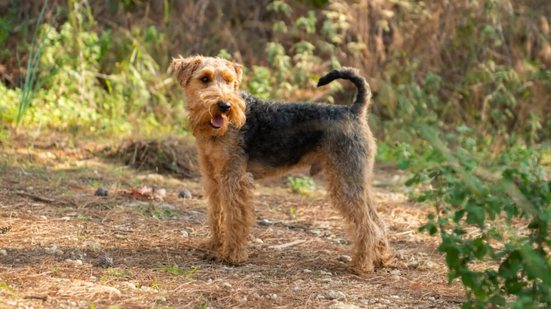 O welsh terrier é considerado uma versão menor e mais refinada dos antigos terriers de trabalho (Imagem: Dragon_Fly | Shutterstock)