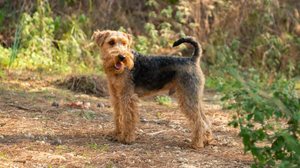 O welsh terrier é considerado uma versão menor e mais refinada dos antigos terriers de trabalho (Imagem: Dragon_Fly | Shutterstock)