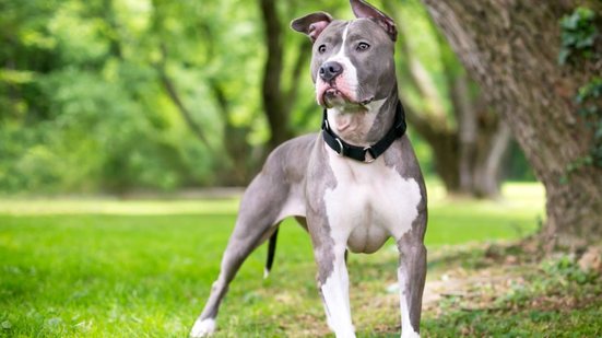 Personagens cativantes de X-Men inspiram nomes para cachorros (Imagem: Mary Swift | Shutterstock)