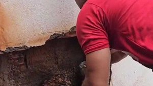 Não foi informado como o animal conseguiu entrar no local | Divulgação/Corpo de Bombeiros