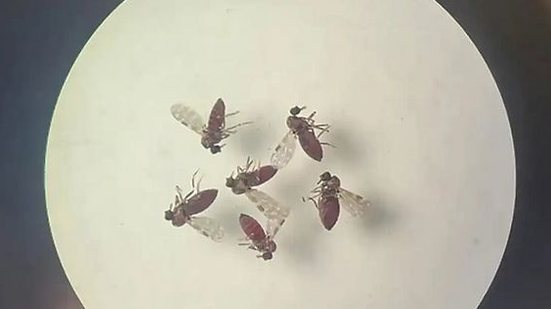 Foto: Bruna Lais Sena/Laboratório de Entomologia Médica/SEARB/IEC