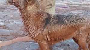 Divulgação/Corpo de Bombeiros